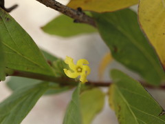 Mandevilla foliosa