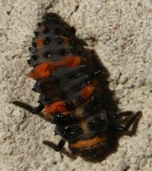 Hippodamia convergens