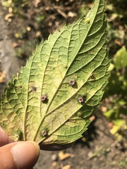 Pachypsylla celtidisasterisca