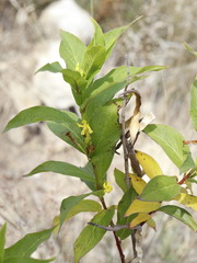 Mandevilla foliosa
