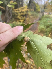 Amphibolips quercusostensackenii
