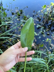 Pontederia cordata