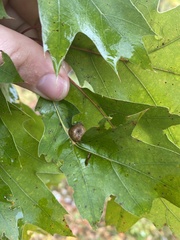 Amphibolips quercusostensackenii