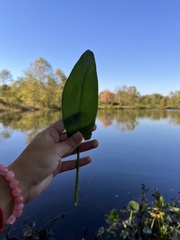 Pontederia cordata