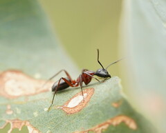 Camponotus innexus