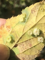 Pachypsylla celtidisasterisca