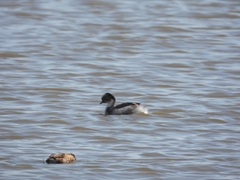 Podiceps occipitalis