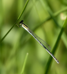 Ischnura hastata