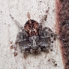 Stephanopis altifrons