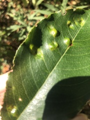 Eriophyes cerasicrumena