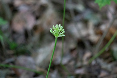 Allium tricoccum