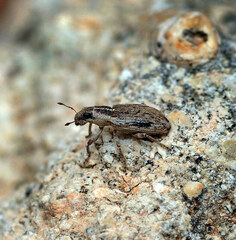 Sitona macularius