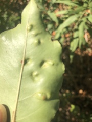 Eriophyes cerasicrumena