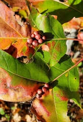 Callirhytis piperoides