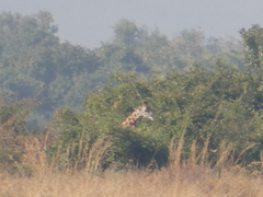 Giraffa camelopardalis