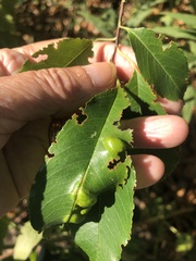 Eriophyes cerasicrumena