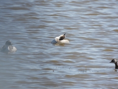 Podiceps occipitalis