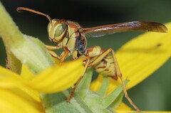 Polistes aurifer