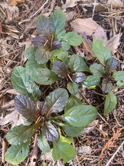 Ajuga