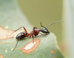 Camponotus innexus