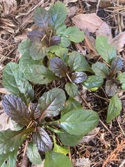 Ajuga