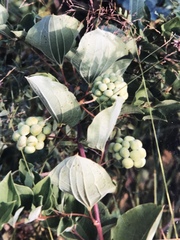 Smilax lasioneura