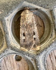 Agrotis infusa