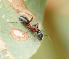Camponotus innexus