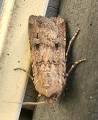Agrotis infusa