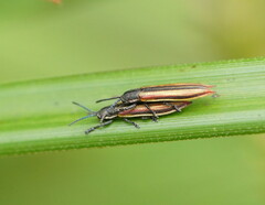 Eurispa vittata