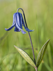 Clematis integrifolia
