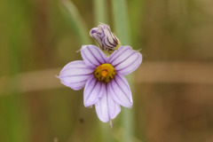 Sisyrinchium platense