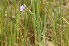 Sisyrinchium platense