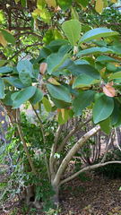 Magnolia × soulangeana