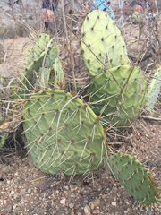 Opuntia oricola
