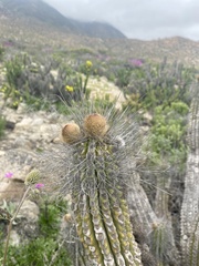 Eulychnia breviflora