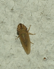 Eupelix cuspidata
