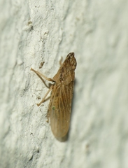 Eupelix cuspidata