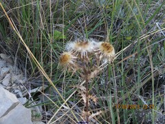 Carlina vulgaris