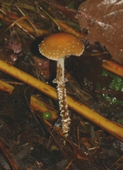 Leratiomyces squamosus