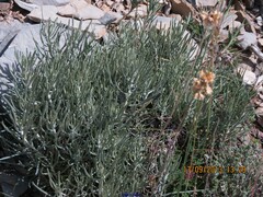 Helichrysum stoechas