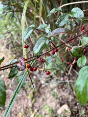 Viburnum luzonicum
