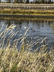 Cygnus columbianus