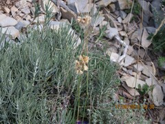 Helichrysum stoechas