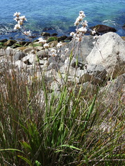 Libertia chilensis