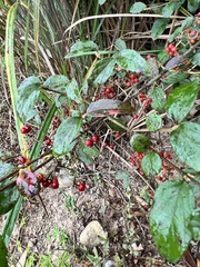 Viburnum luzonicum