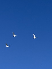 Cygnus columbianus