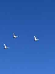 Cygnus columbianus