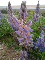 Lupinus multiflorus