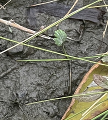 Halerpestes cymbalaria